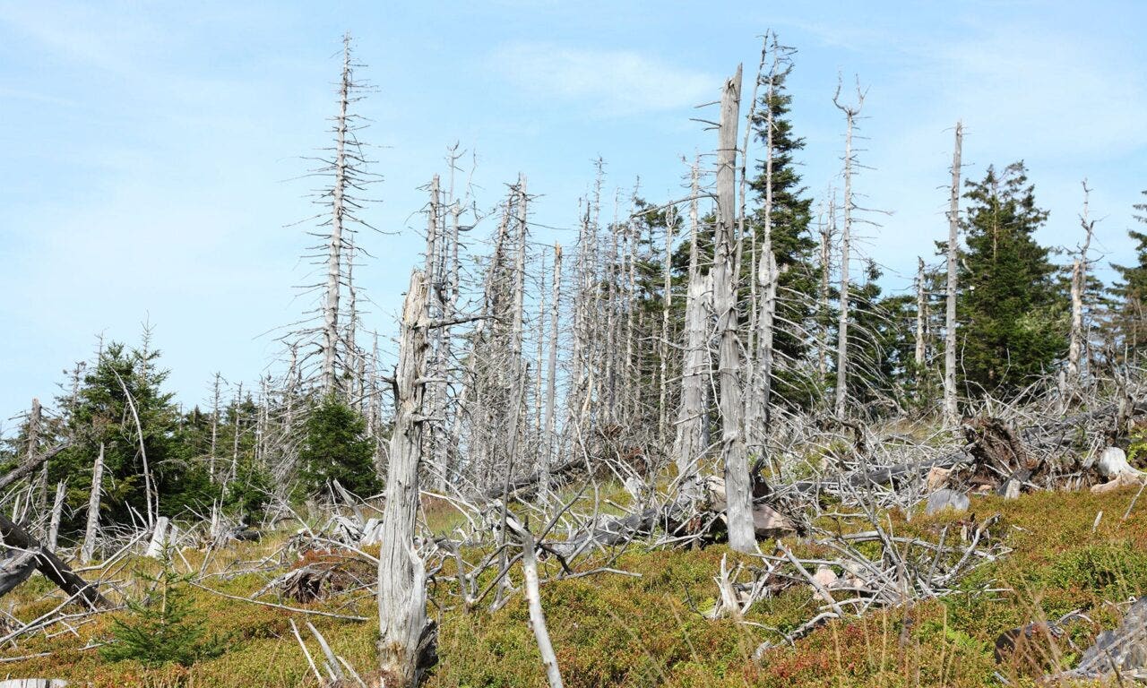 Dead trees in the forest