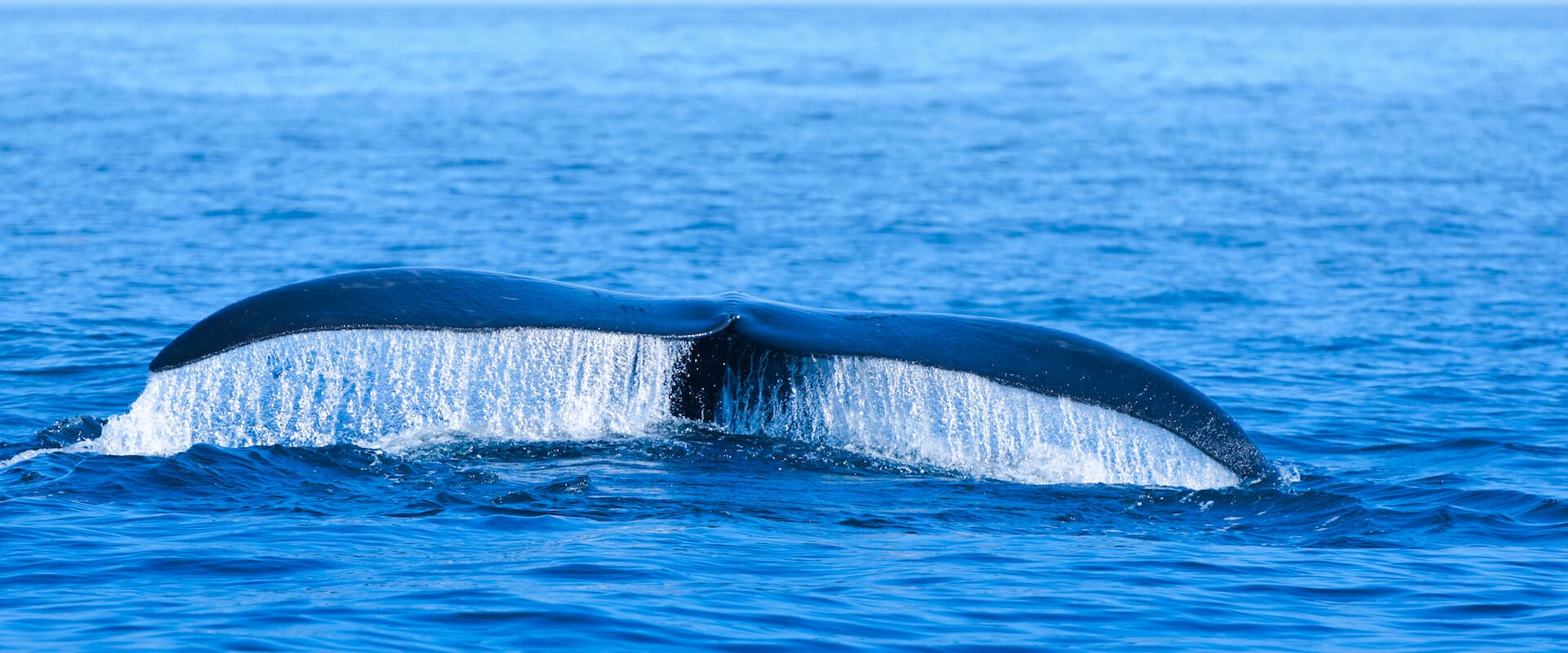 Baleines noires de l'Atlantique Nord en péril Clear Seas