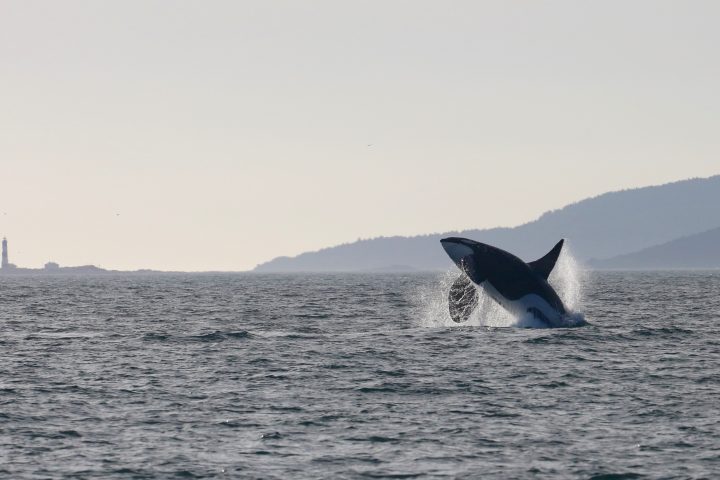 The oldest living male in the Southern Resident killer whale community L41 in Juan de Fuca strait with the ecological reserve Race Rocks in the background.