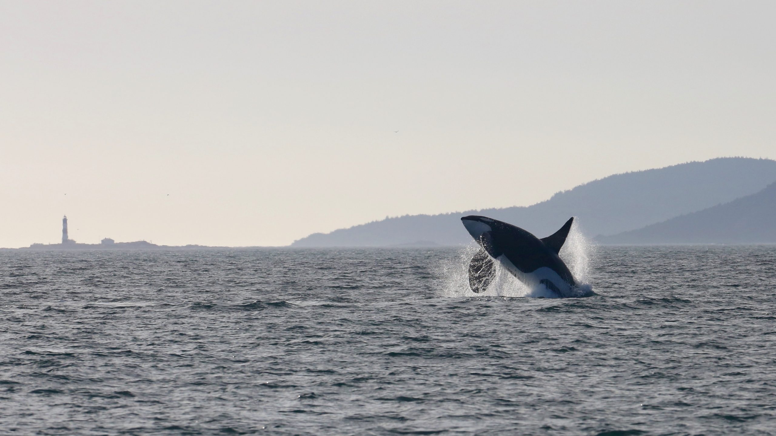 Southern Resident killer whales: Helping to save an endangered species