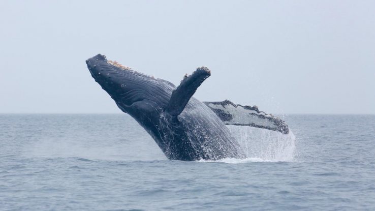 Humpback whale splashing into the ocean