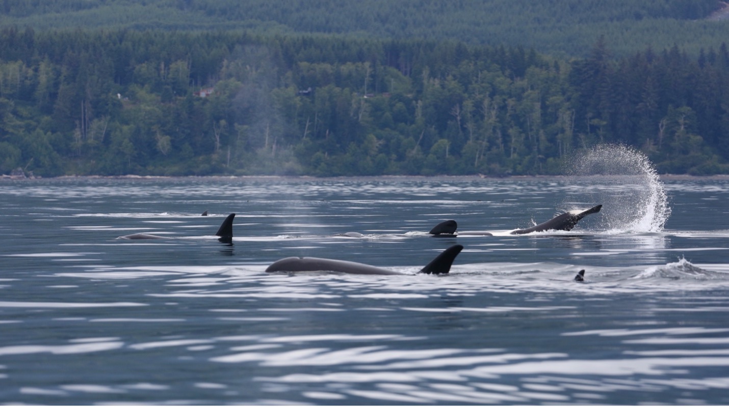 Pod of Southern Resident Killer Whales in British Columbia