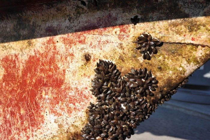 barnacles on a ship's hull