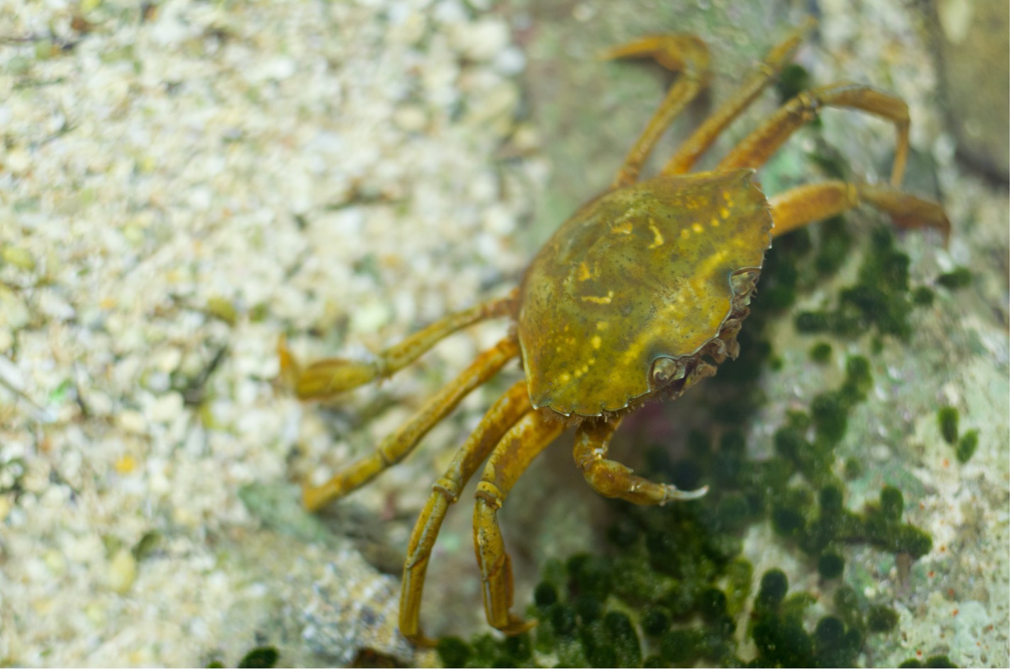 European Green Crab in Canadian waters