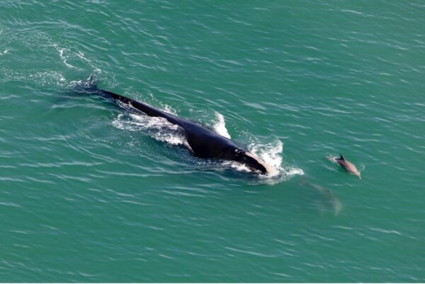 Baleine noire de l’Atlantique Nord : Une espèce en voie de disparition post thumbnail