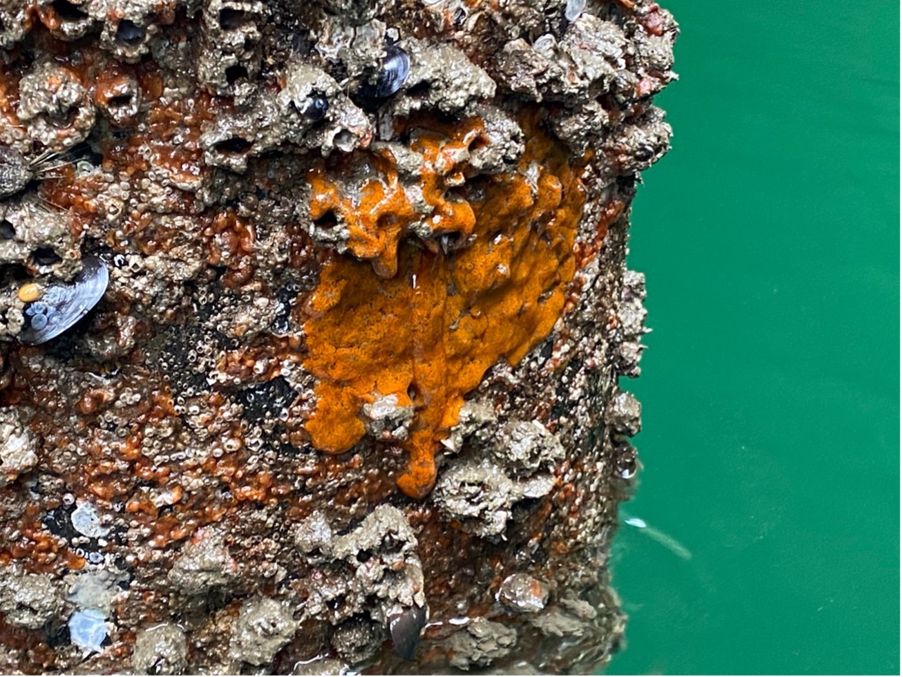 invasive tunicates buildup