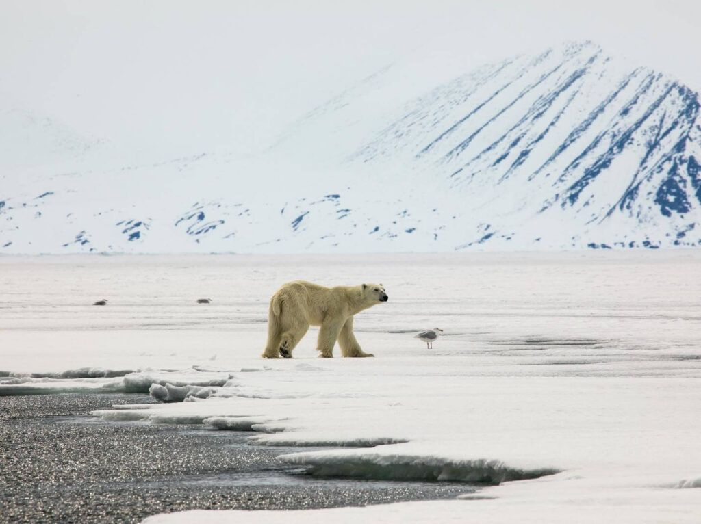 Polar bear on the melting sea ice